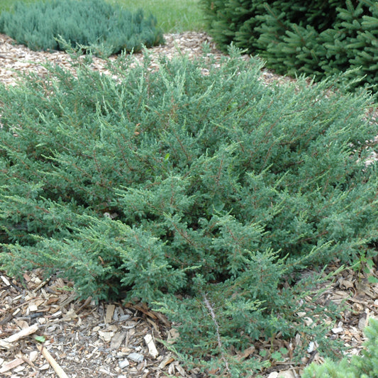 Juniperus communis 'Alpine Carpet'