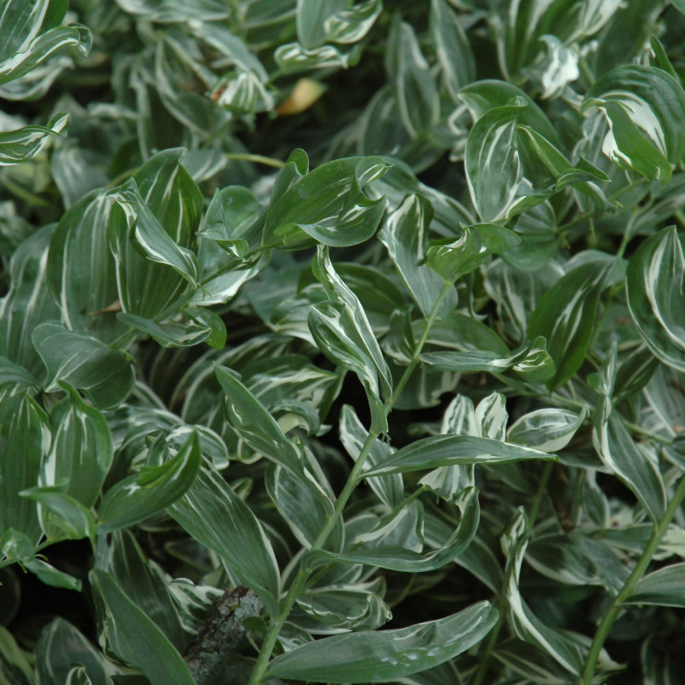 Polygonatum multiflorum 'Variegatum'