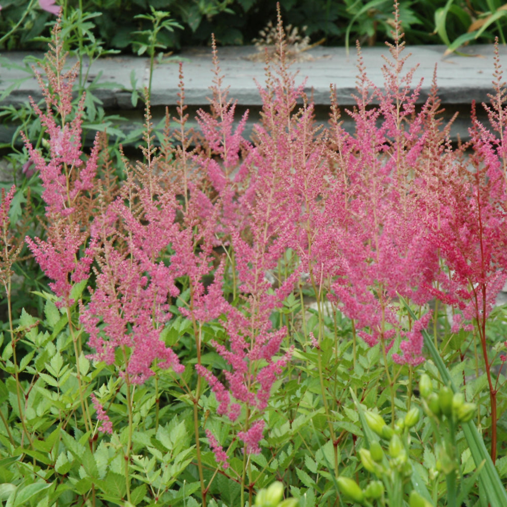 Astilbe chinensis 'Visions in Pink'