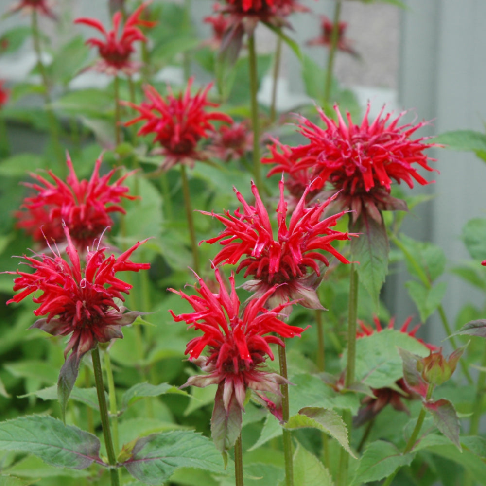 Jacob Cline Beebalm