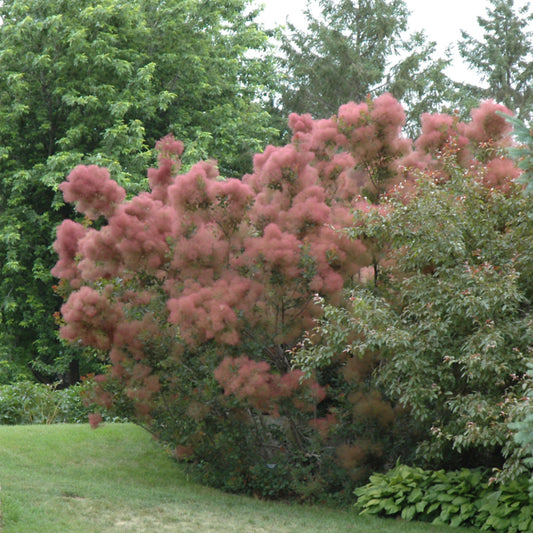 Cotinus coggygria 'Royal Purple'