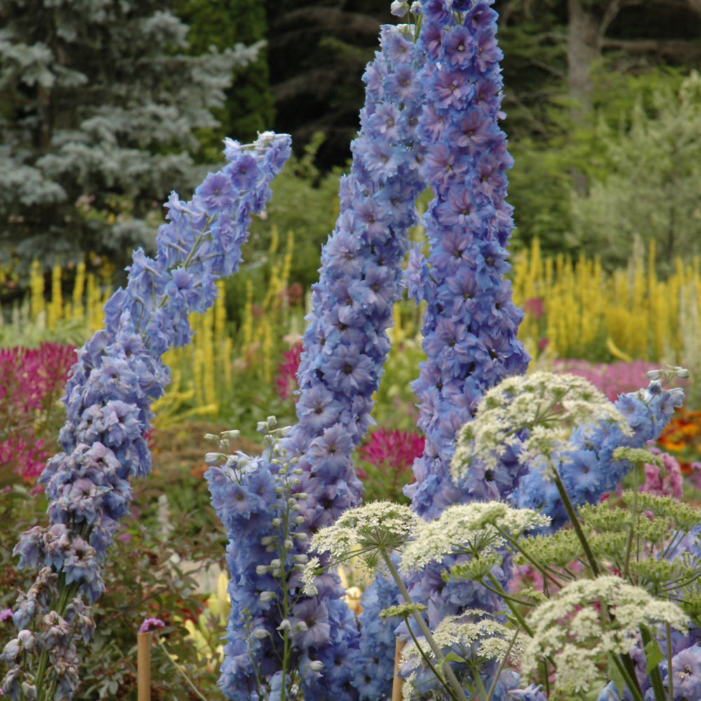 Delphinium 'Blue Lace'