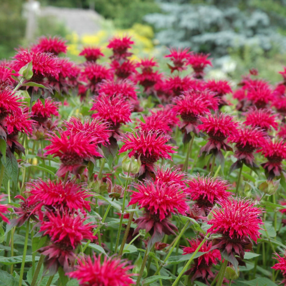 Monarda 'Raspberry Wine'