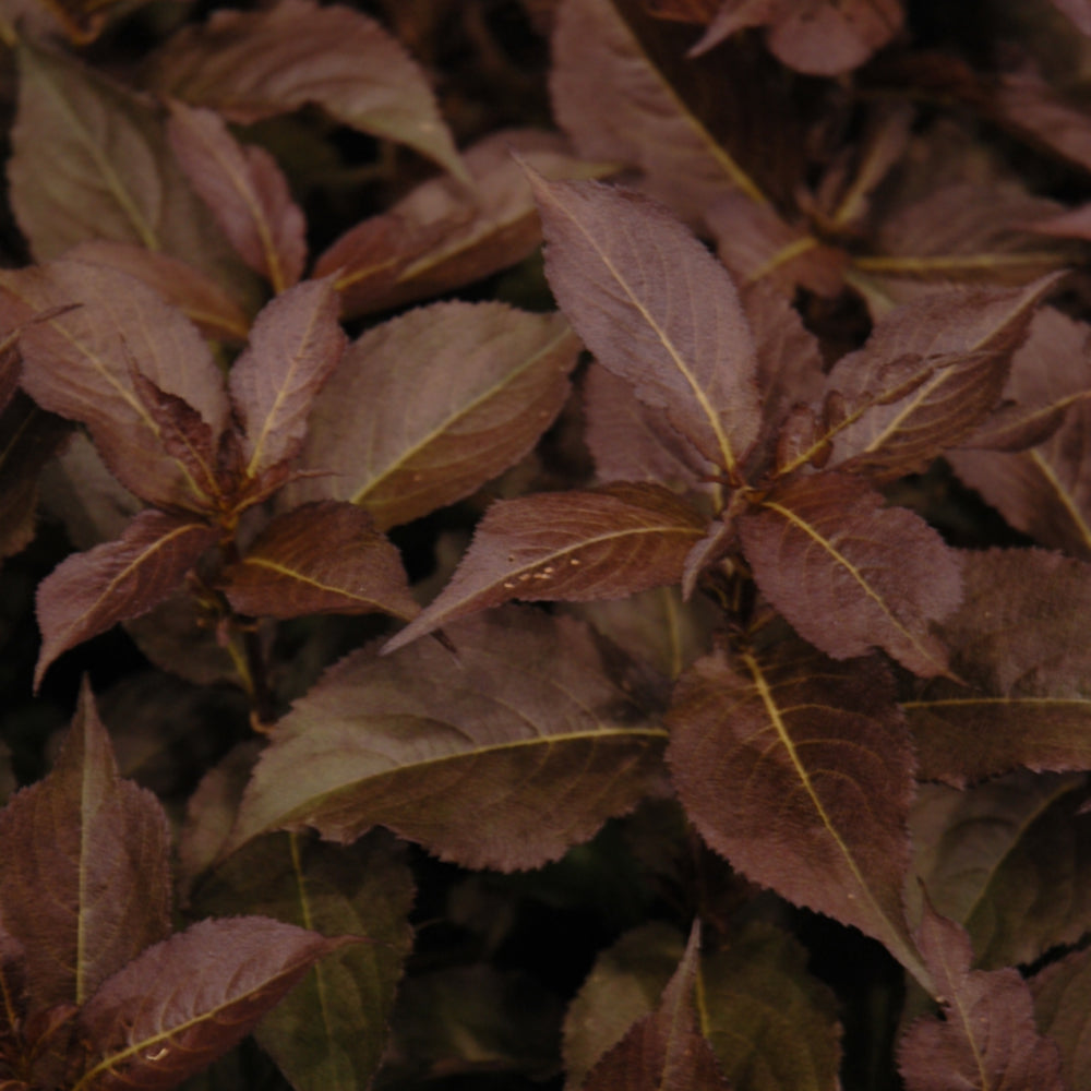 Shining Sensation™ Weigela