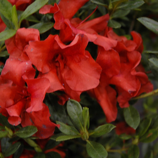 Rhododendron 'Conlen'