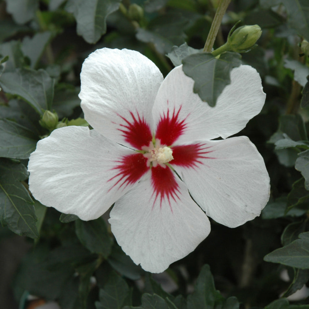 Hibiscus syriacus 'Antong Two'