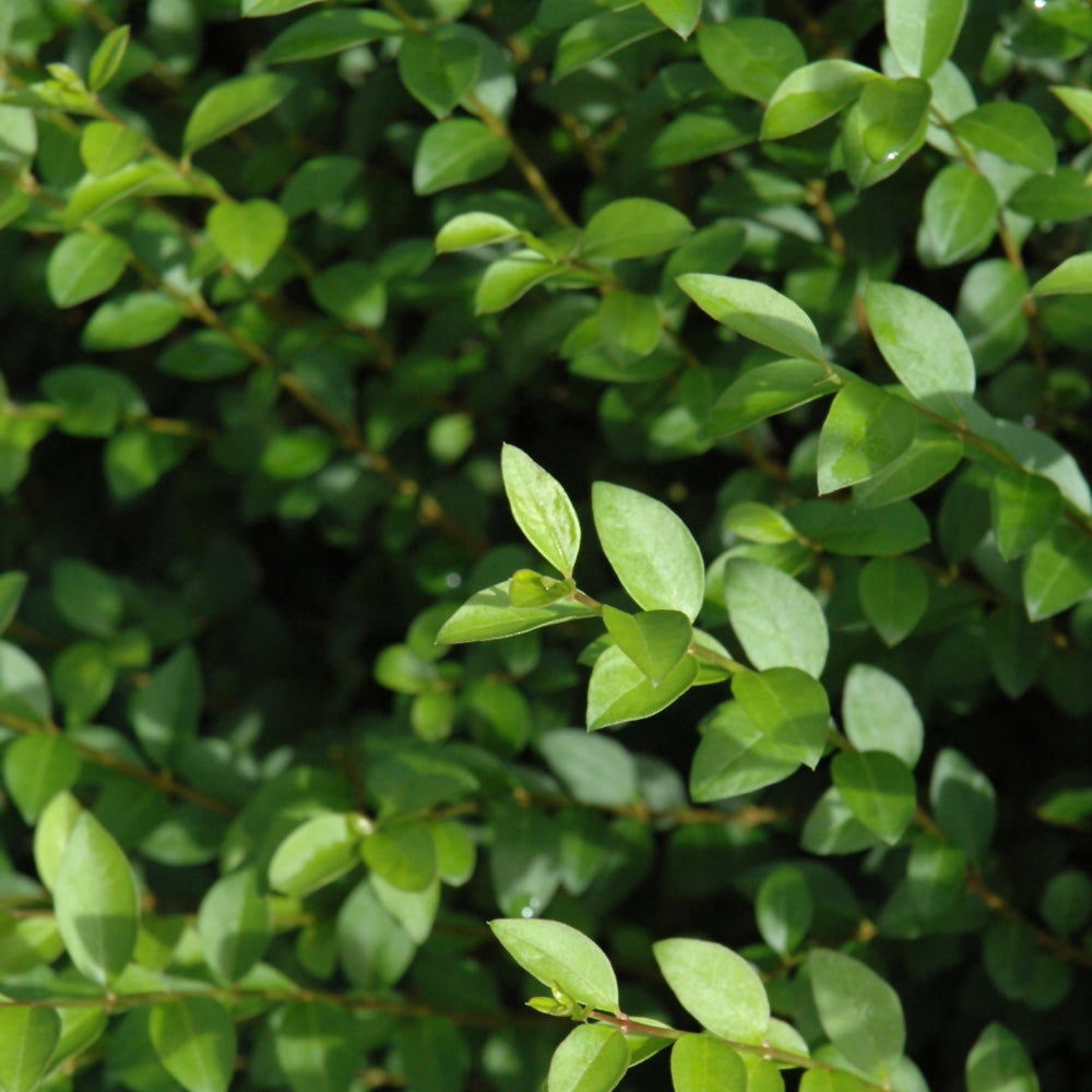 Ligustrum amurense