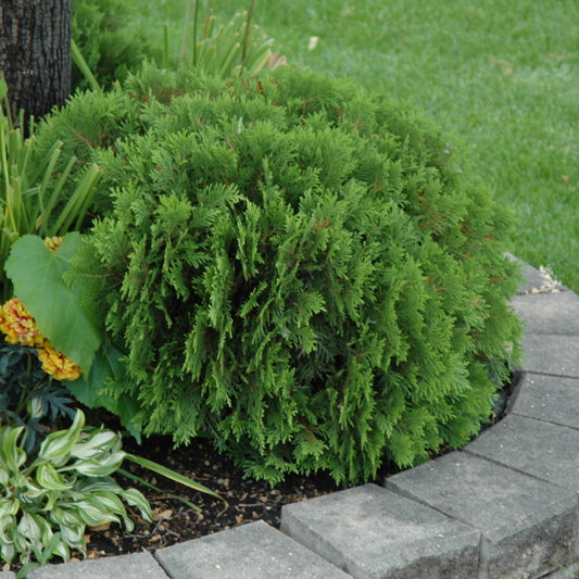 Thuja occidentalis 'Danica'