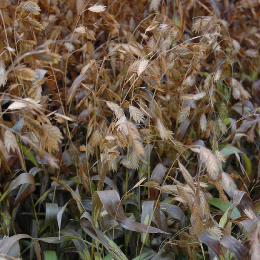 Chasmanthium latifolium