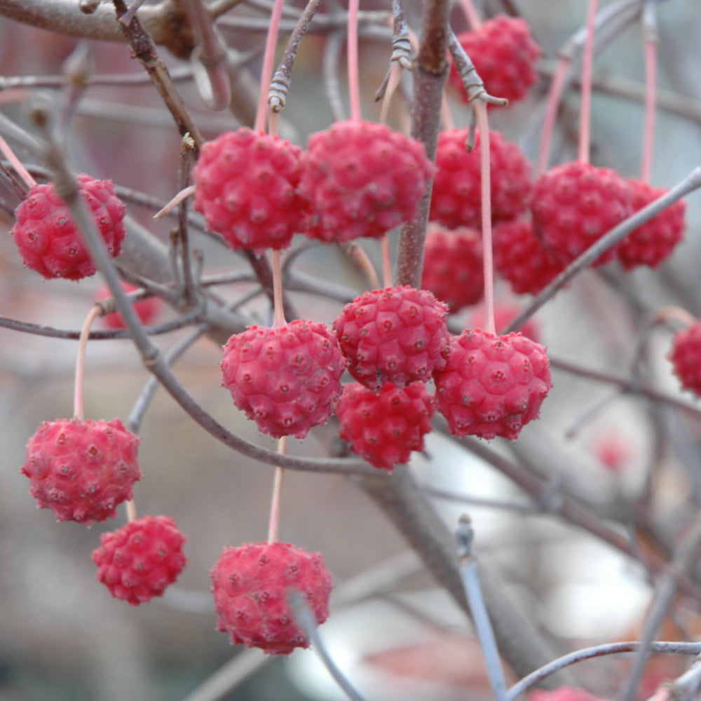 Milky Way Chinese Dogwood