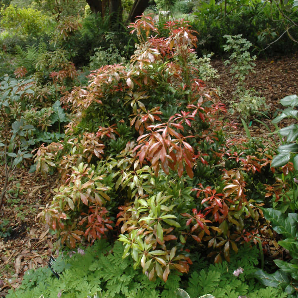 Mountain Fire Japanese Pieris