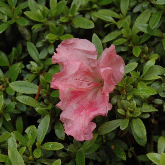 Rhododendron 'Gumpo Pink'