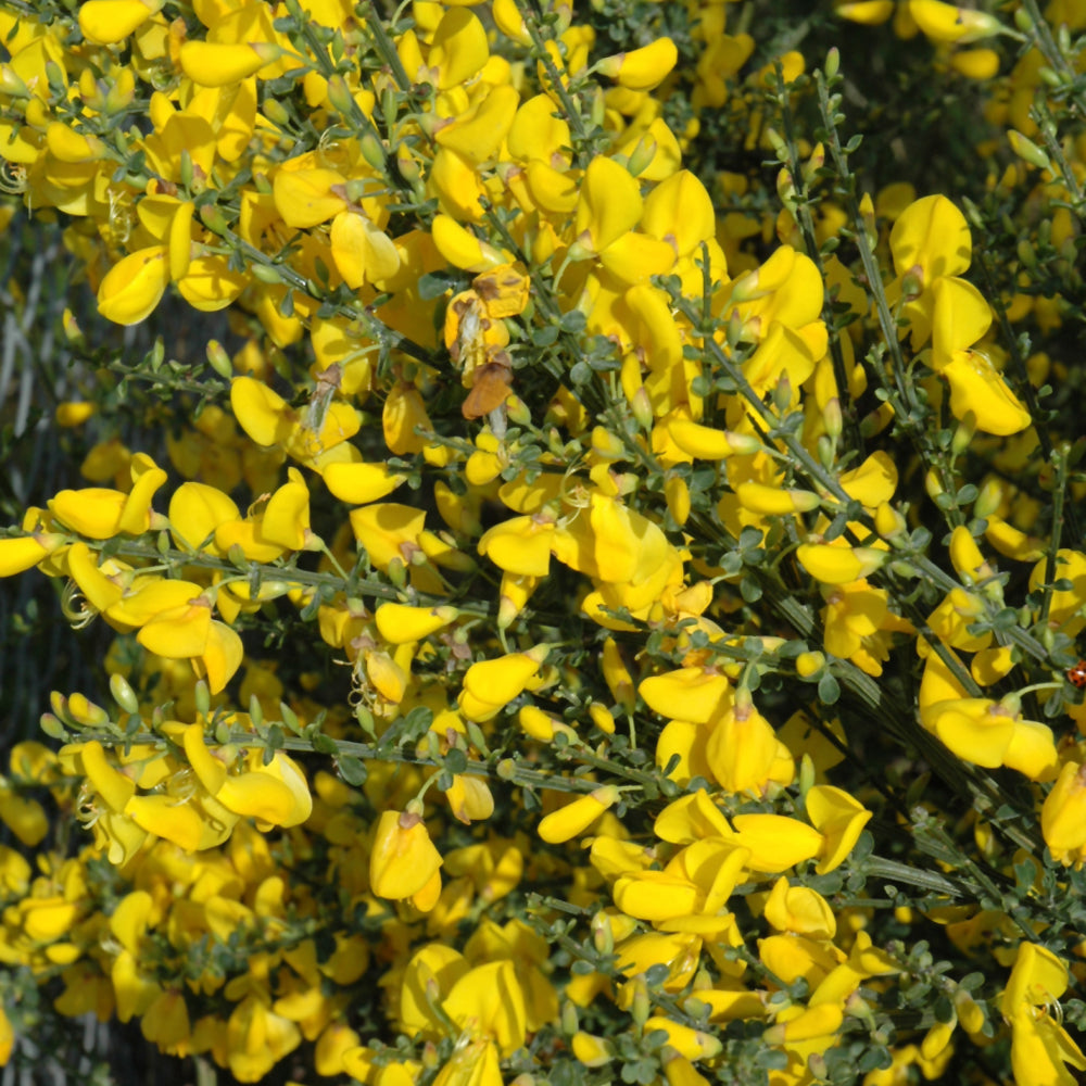 Cytisus scoparius