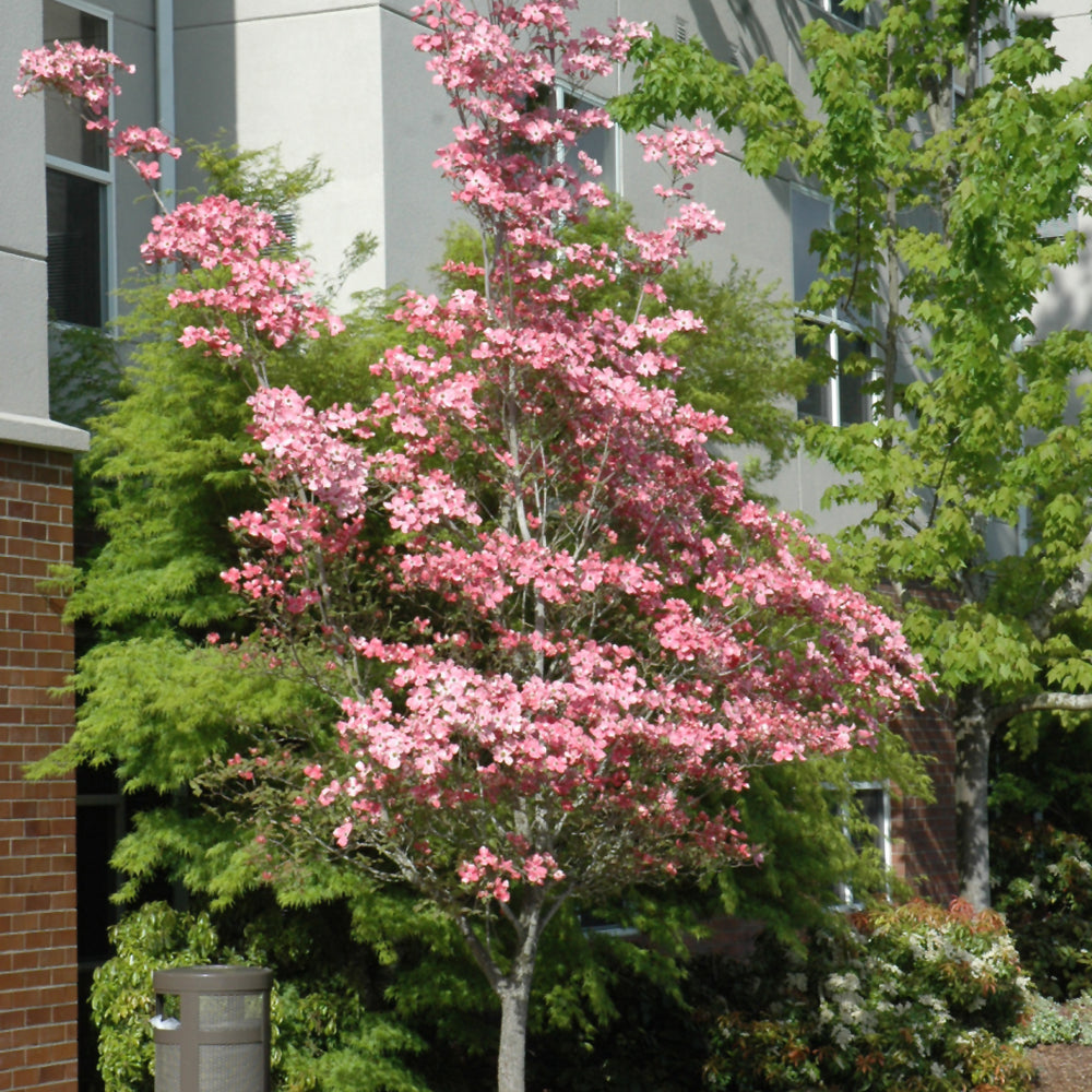Cherokee Brave Flowering Dogwood