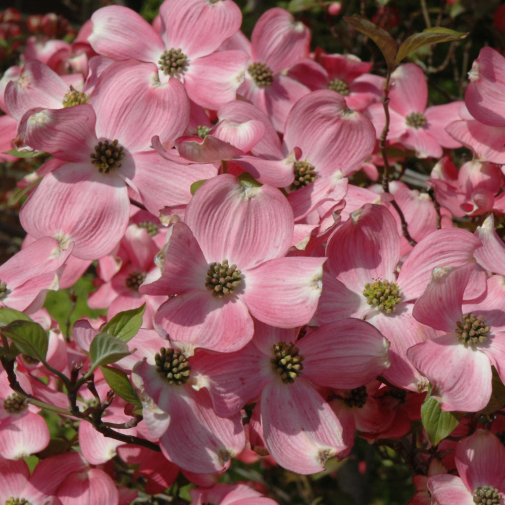 Cornus florida 'Cherokee Brave'