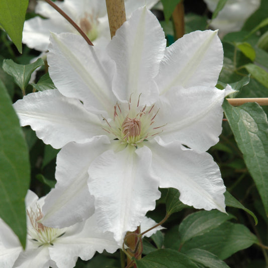 Clematis 'Hyde Hall'