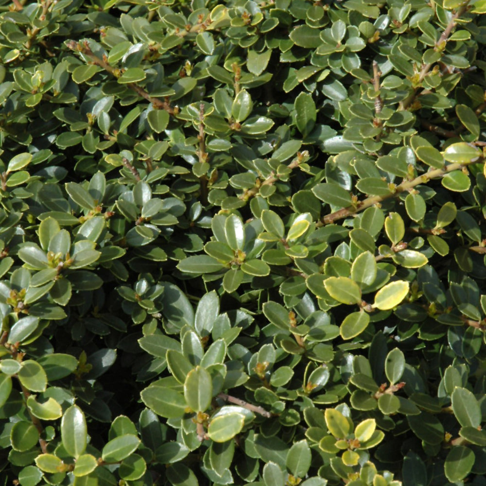 Ilex crenata 'Helleri'