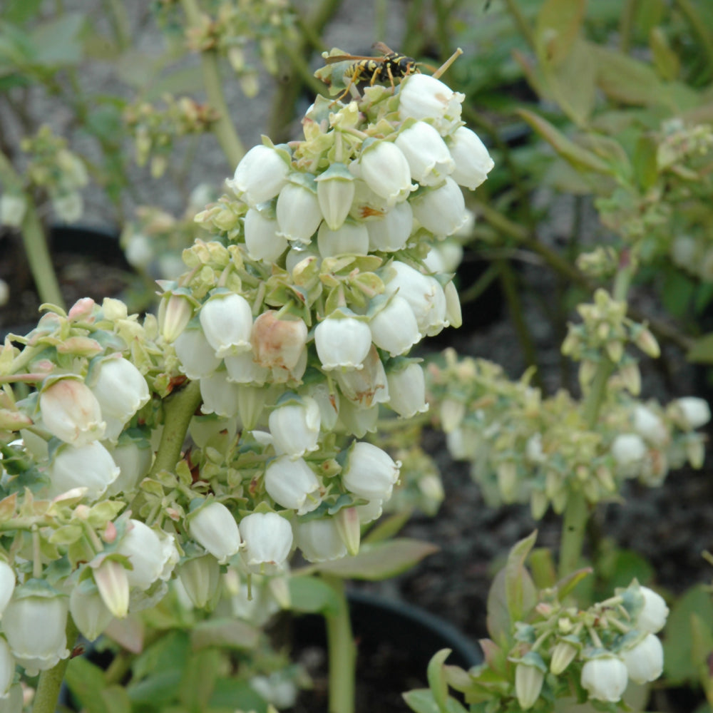 Blueray Blueberry