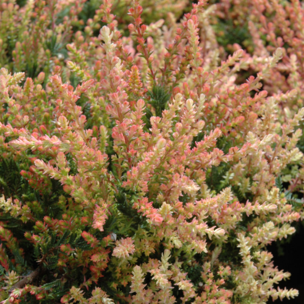 Calluna vulgaris 'Spring Torch'