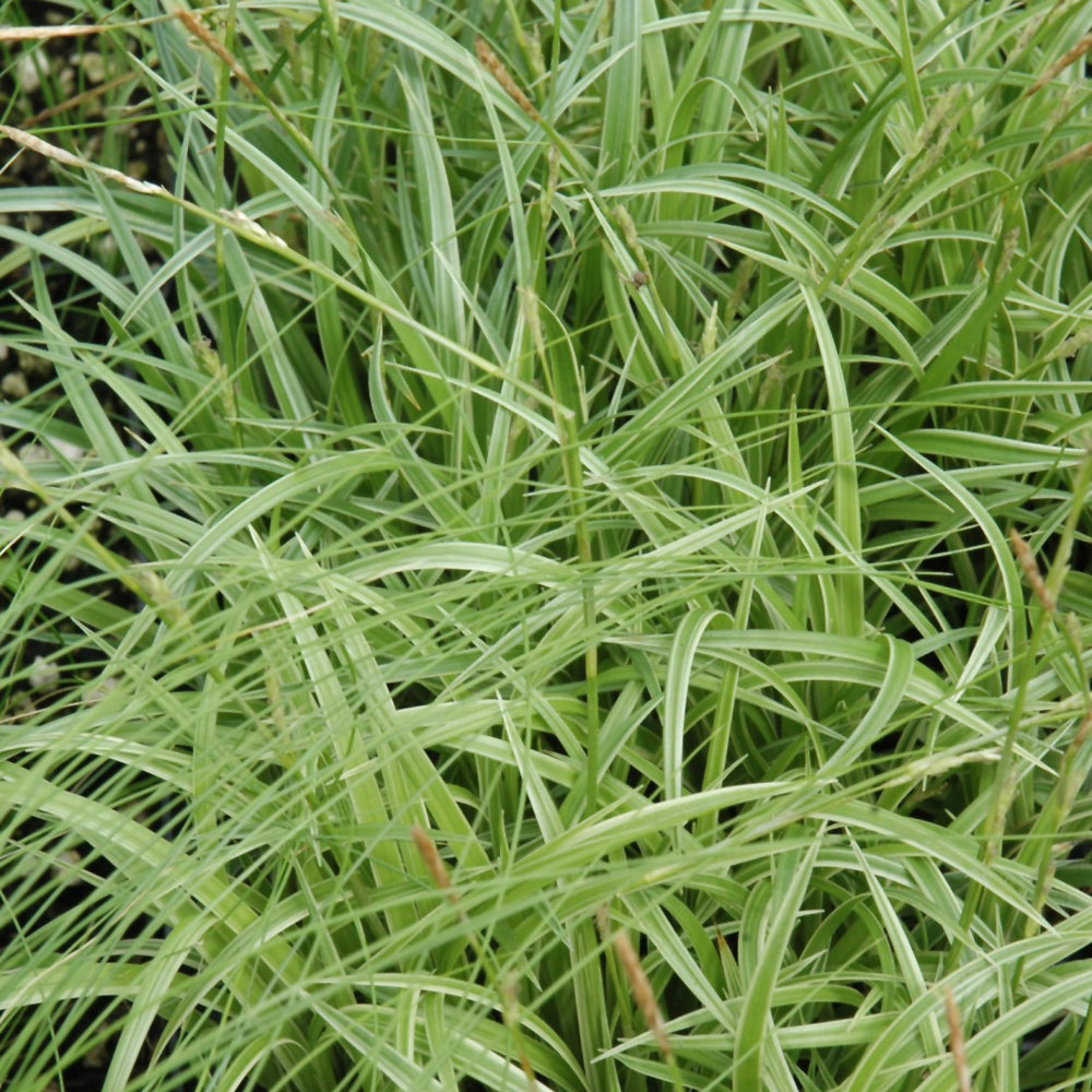 Carex morrowii 'Silver Sceptre'