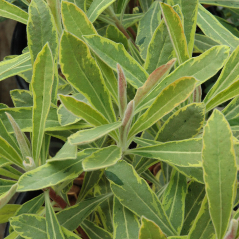 Ascot Rainbow Variegated Spurge