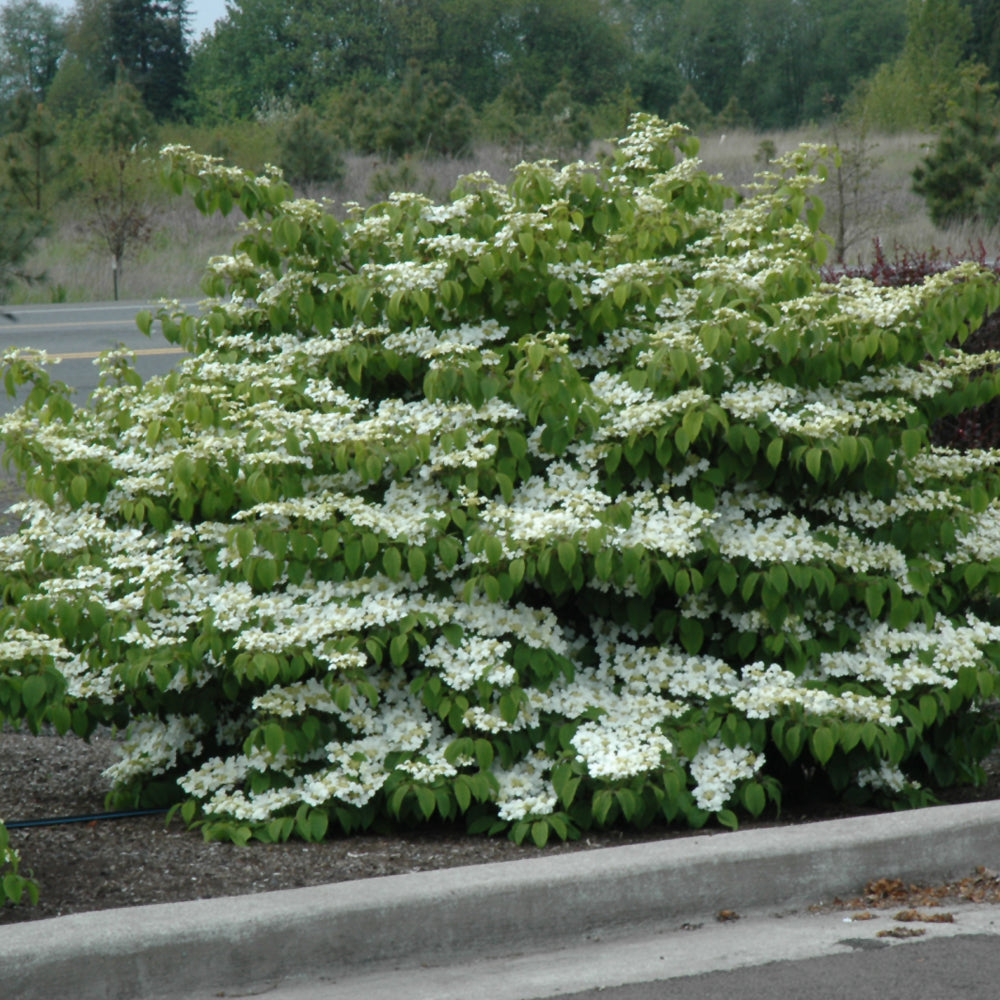 Viburnum plicatum 'Shasta'