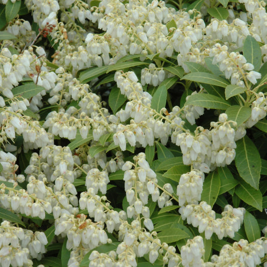 Pieris japonica 'Cavatine'