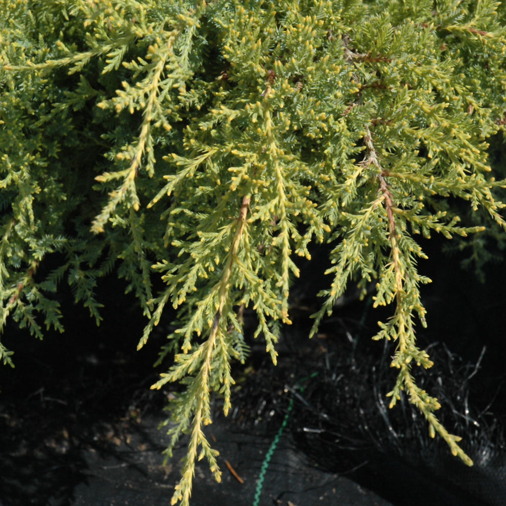 Gold Star Juniper