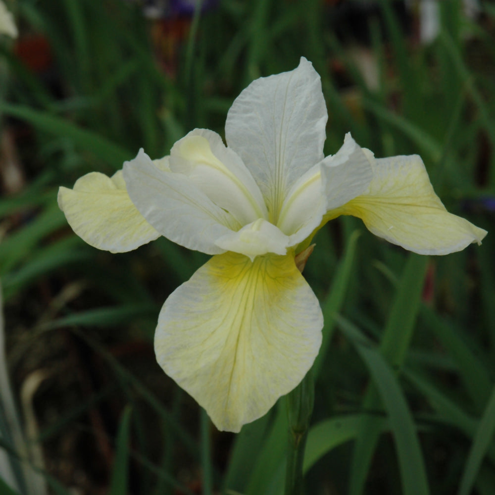 Iris sibirica 'Butter And Sugar'