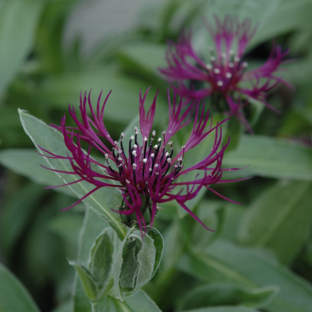 Centaurea 'Amethyst Dream'