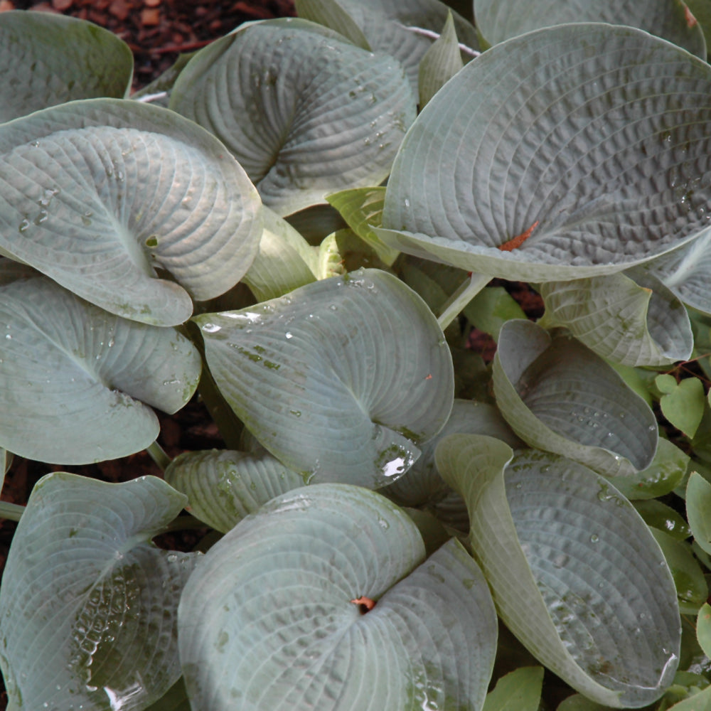 Hosta 'Abiqua Drinking Gourd'