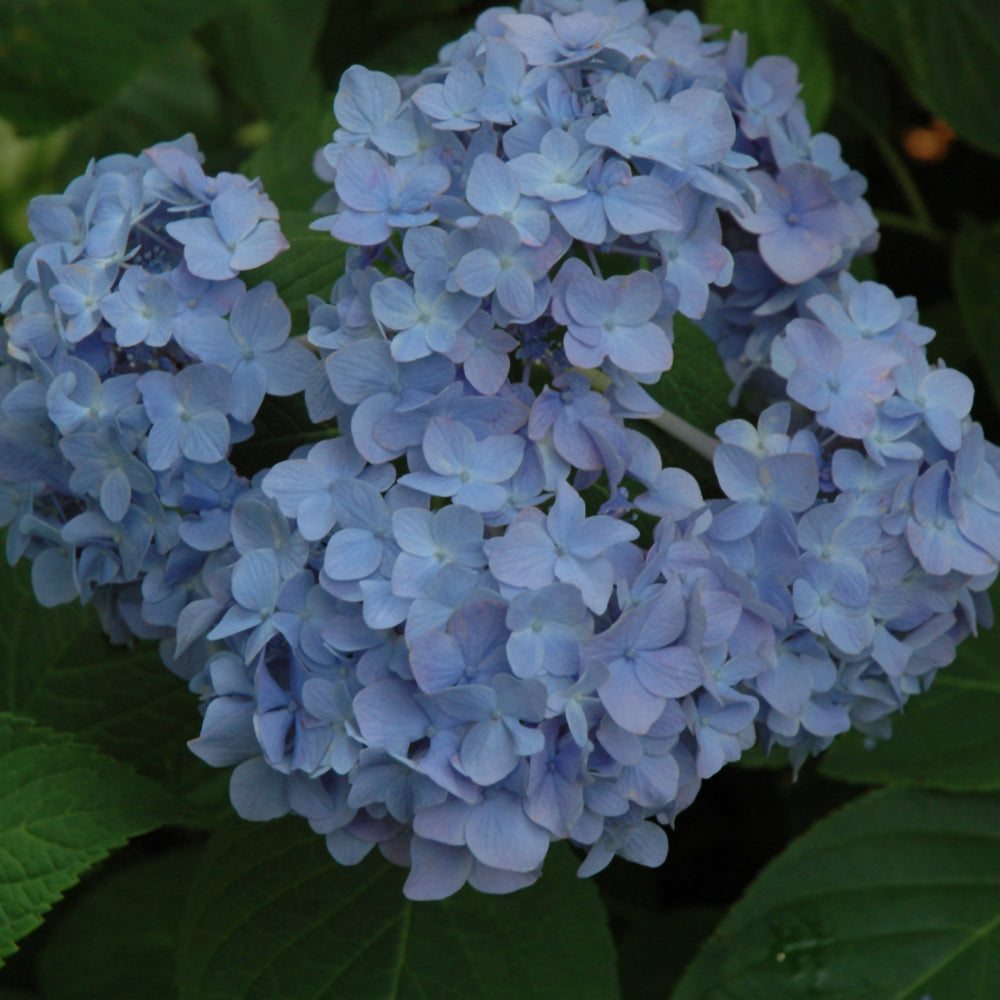 Hydrangea macrophylla 'Nikko Blue'