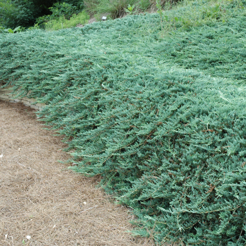 Juniperus horizontalis 'Bar Harbor'