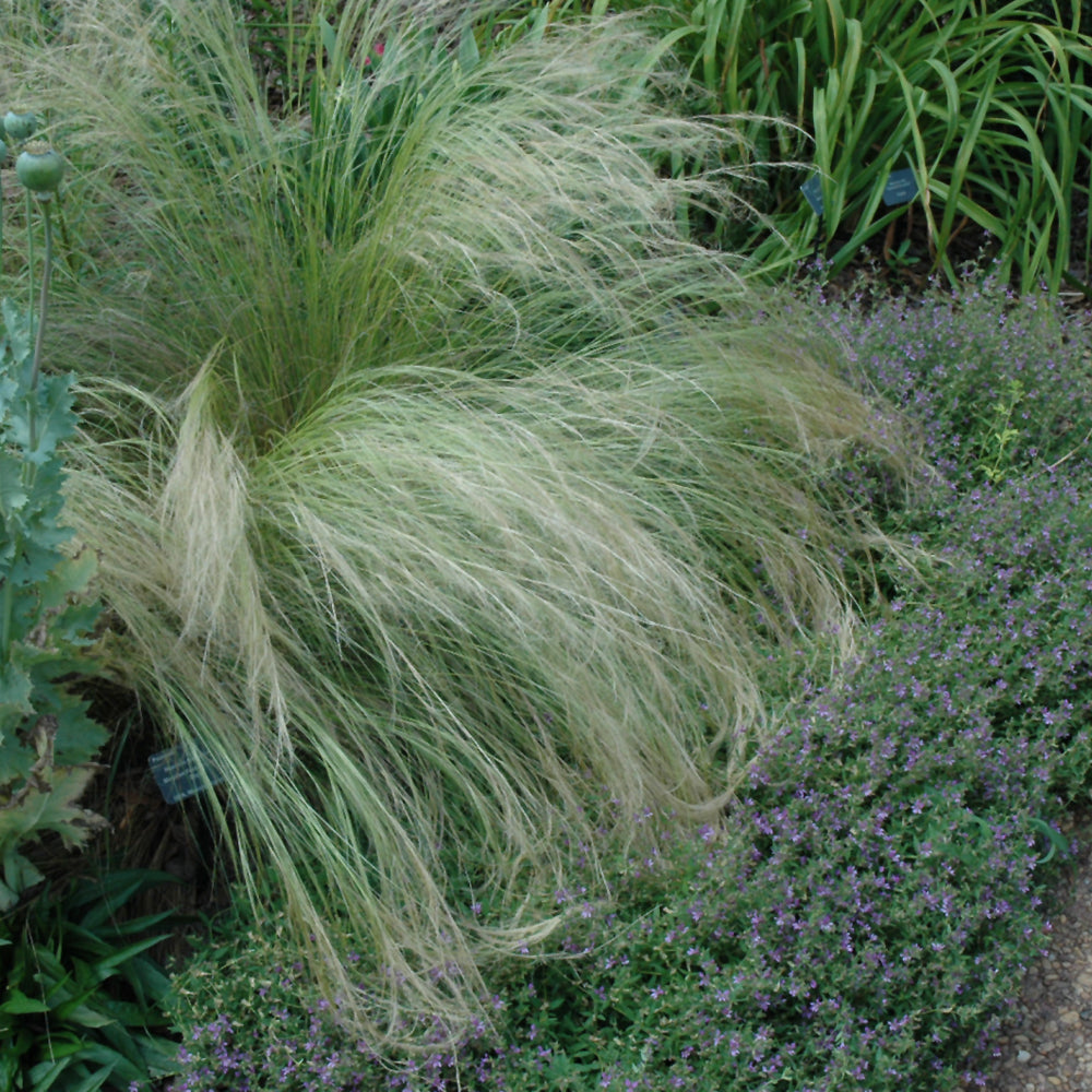 Mexican Feather Grass