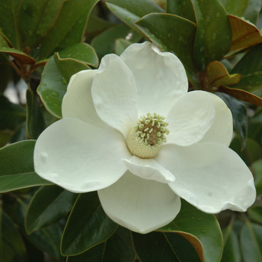 Magnolia grandiflora 'Bracken's Brown Beauty'