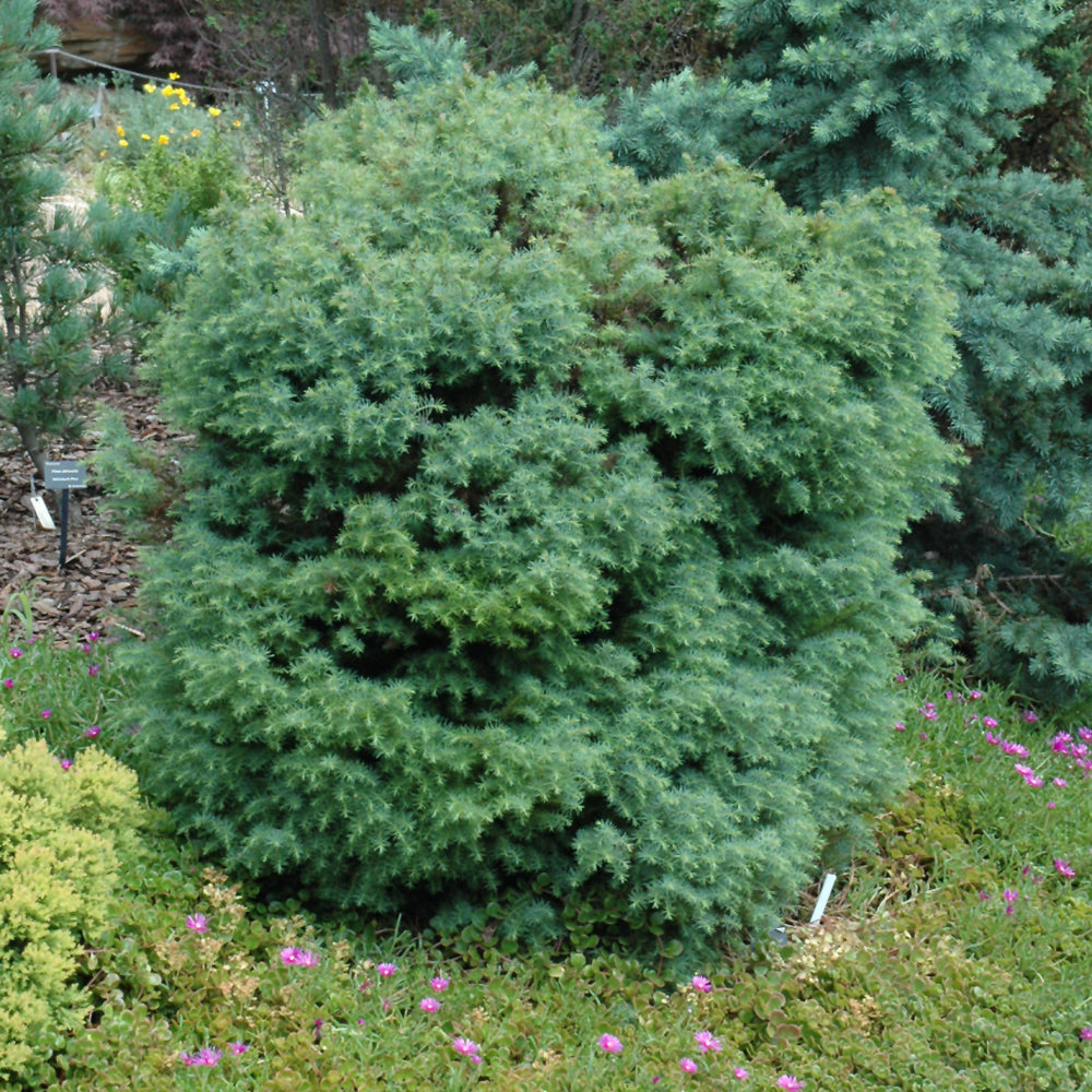 Cryptomeria japonica 'Mushroom'