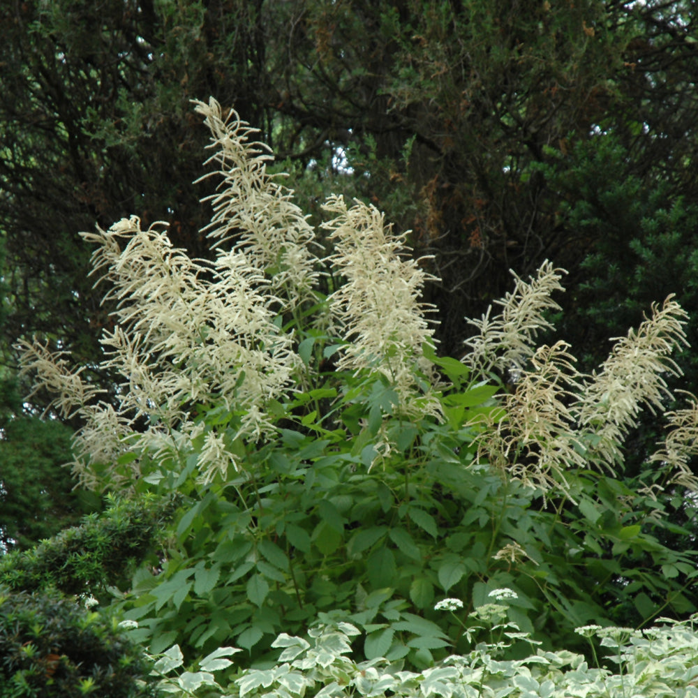 Goatsbeard