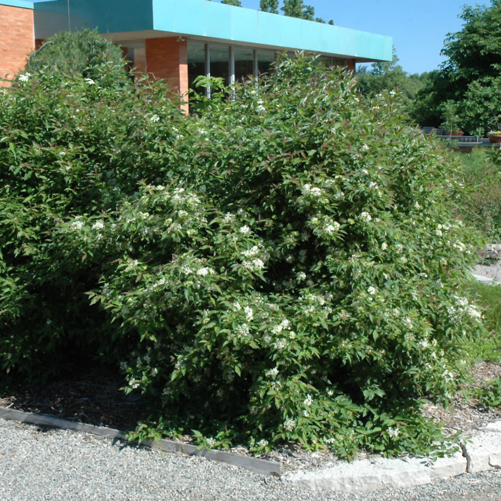 Gray Dogwood