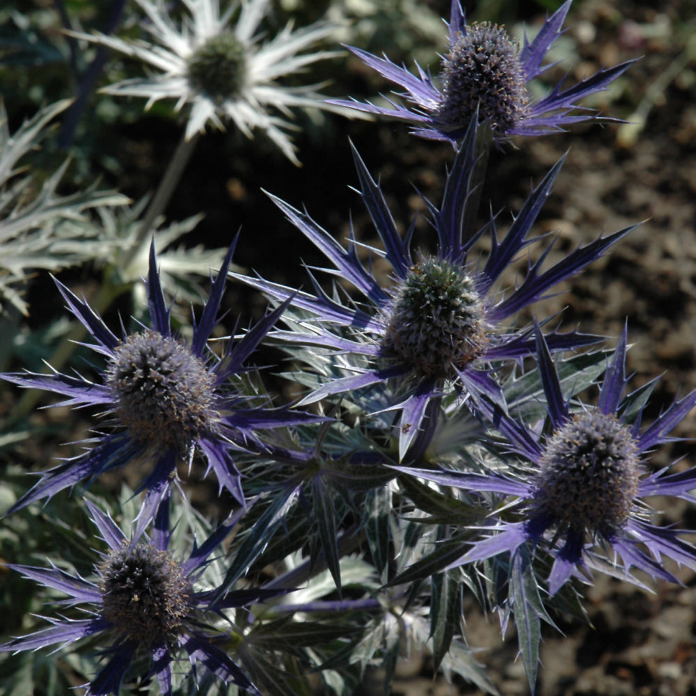 Big Blue Sea Holly