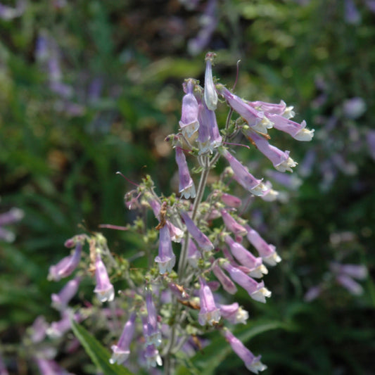 Penstemon hirsutus