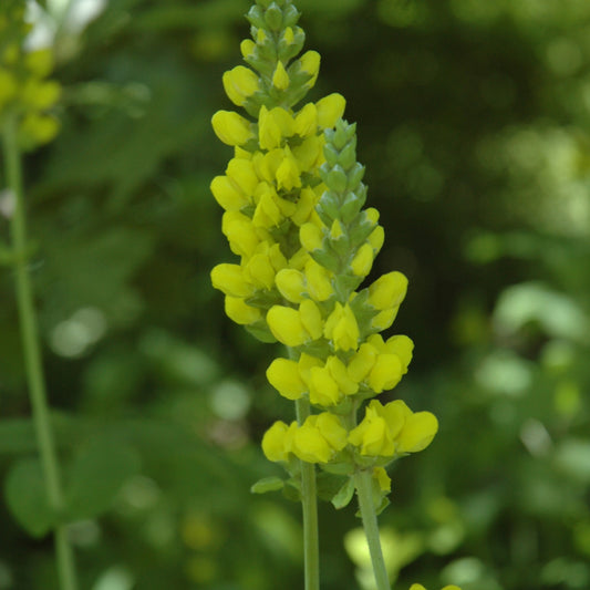 Thermopsis villosa