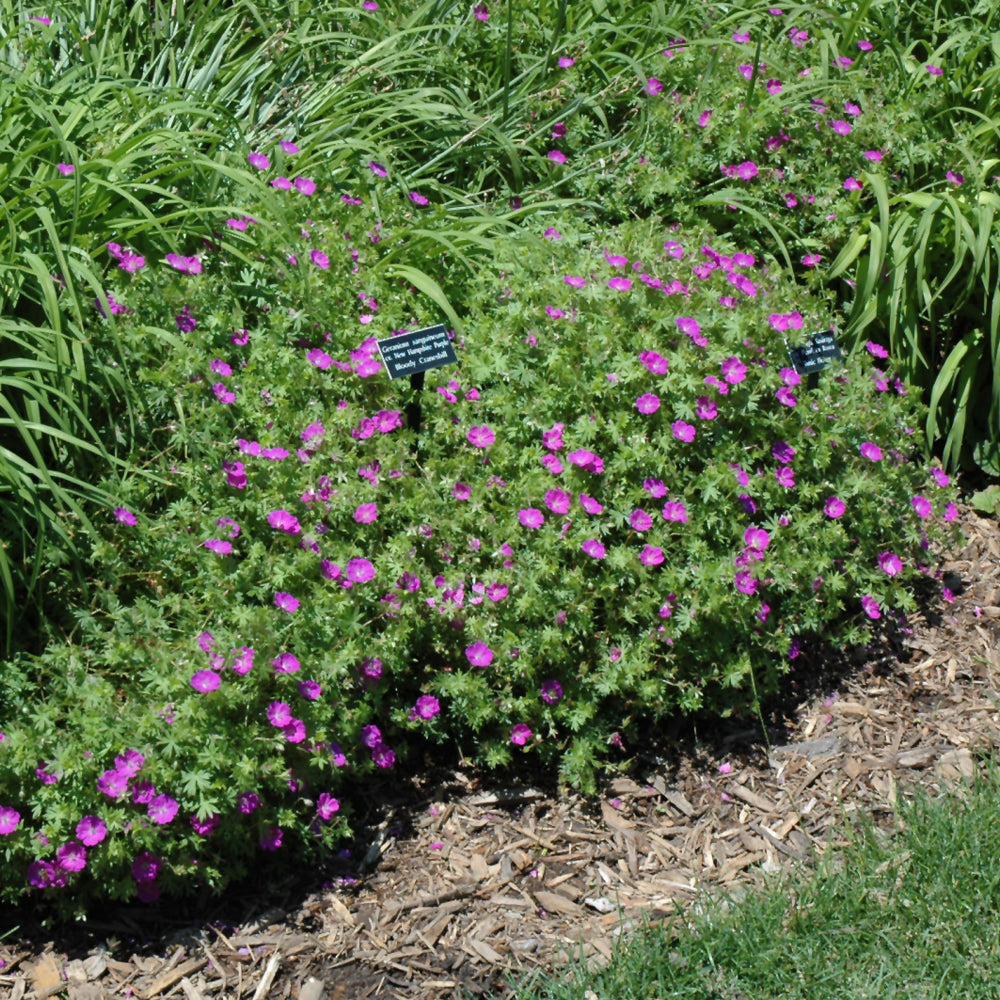 New Hampshire Purple Cranesbill