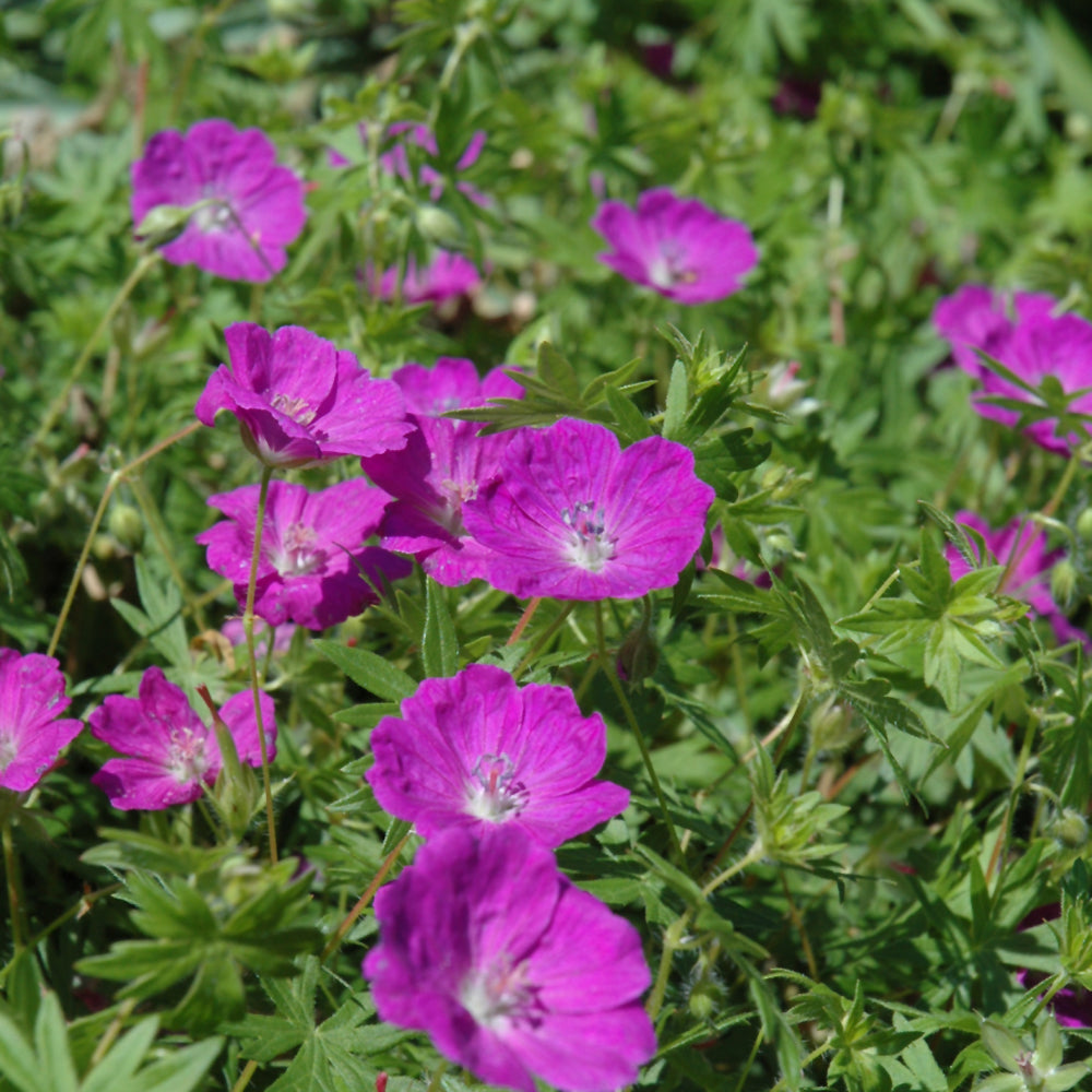 Geranium sanguineum 'New Hampshire Purple'