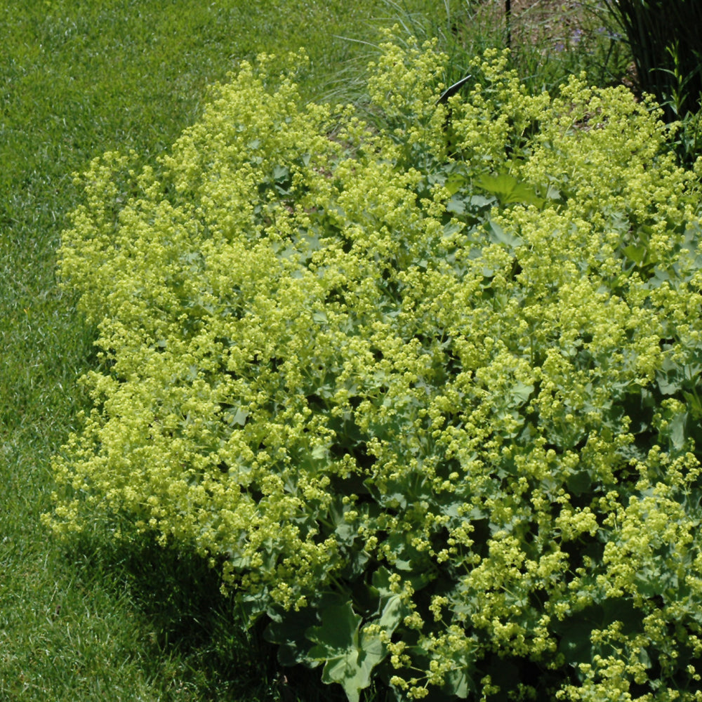 Lady's Mantle