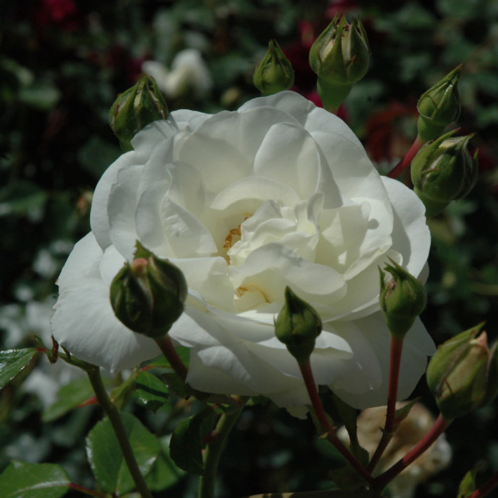 Rosa 'White Dawn'