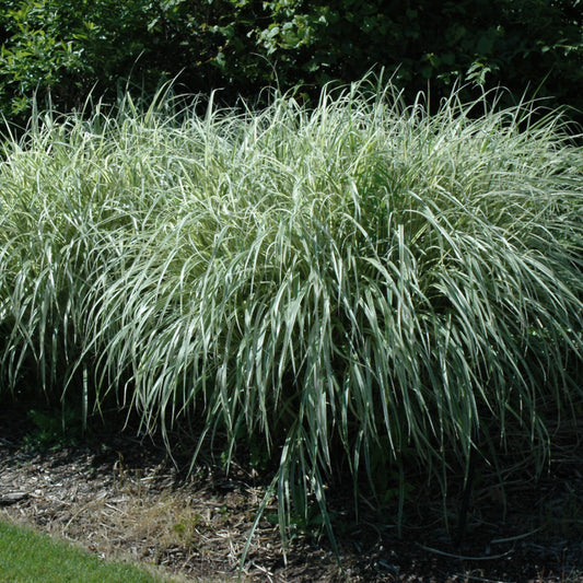 Miscanthus sinensis 'Rigoletto'