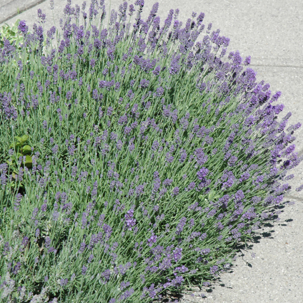 Munstead Lavender