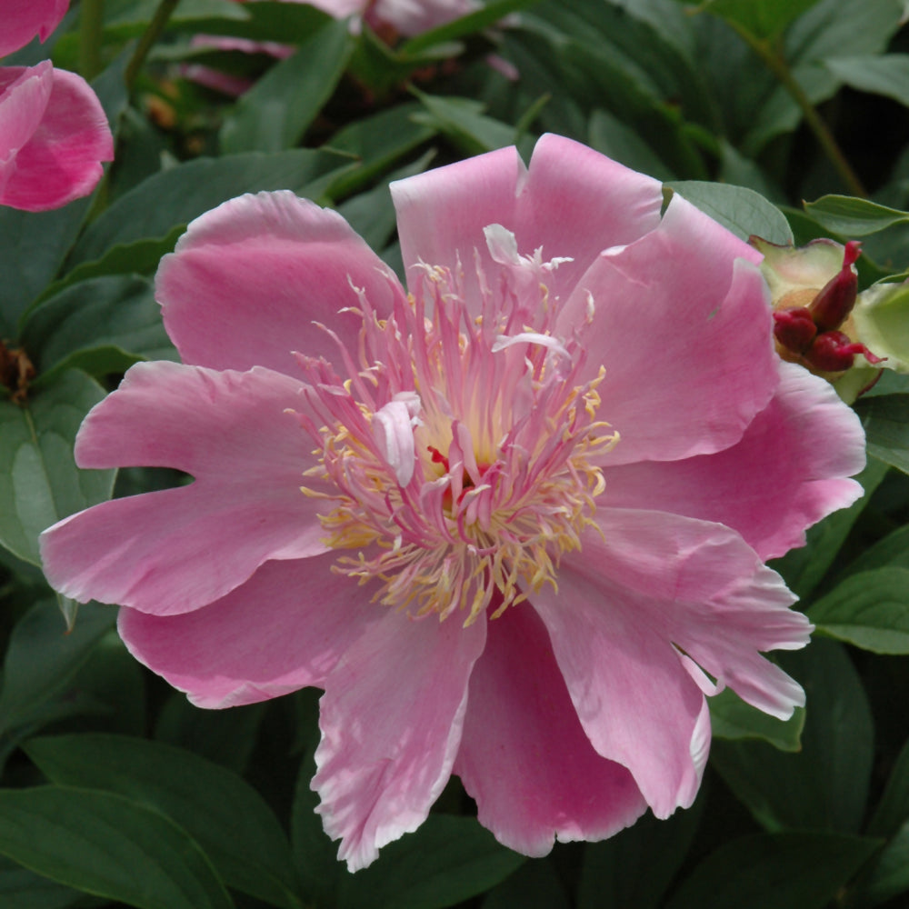 Paeonia 'Petite Renee'