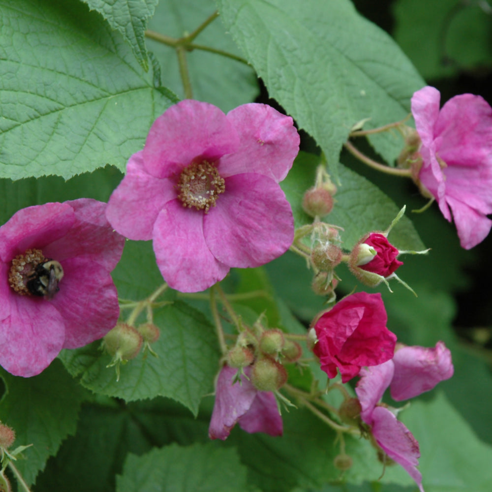 Flowering Raspberry – Weston Nurseries