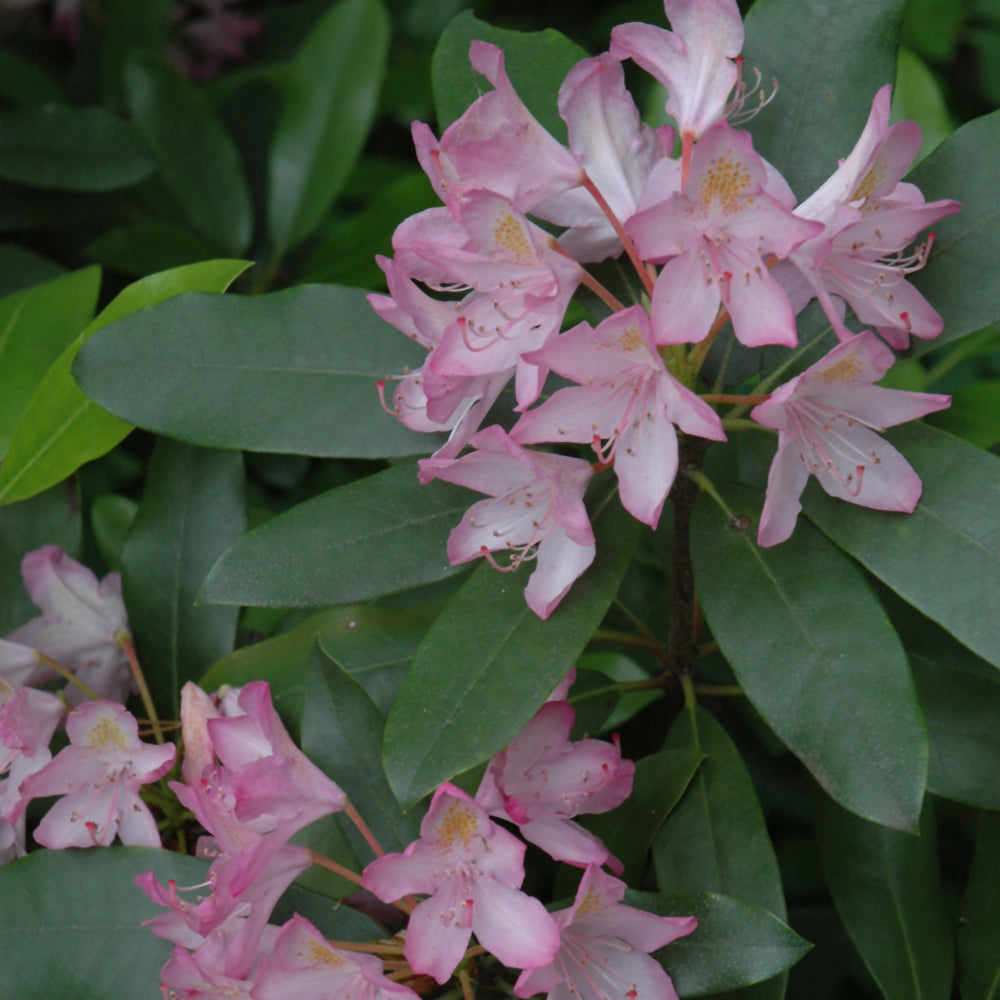 Rhododendron maximum 'Roseum'